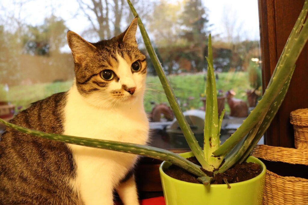 Leonie mit ihrer Aloe